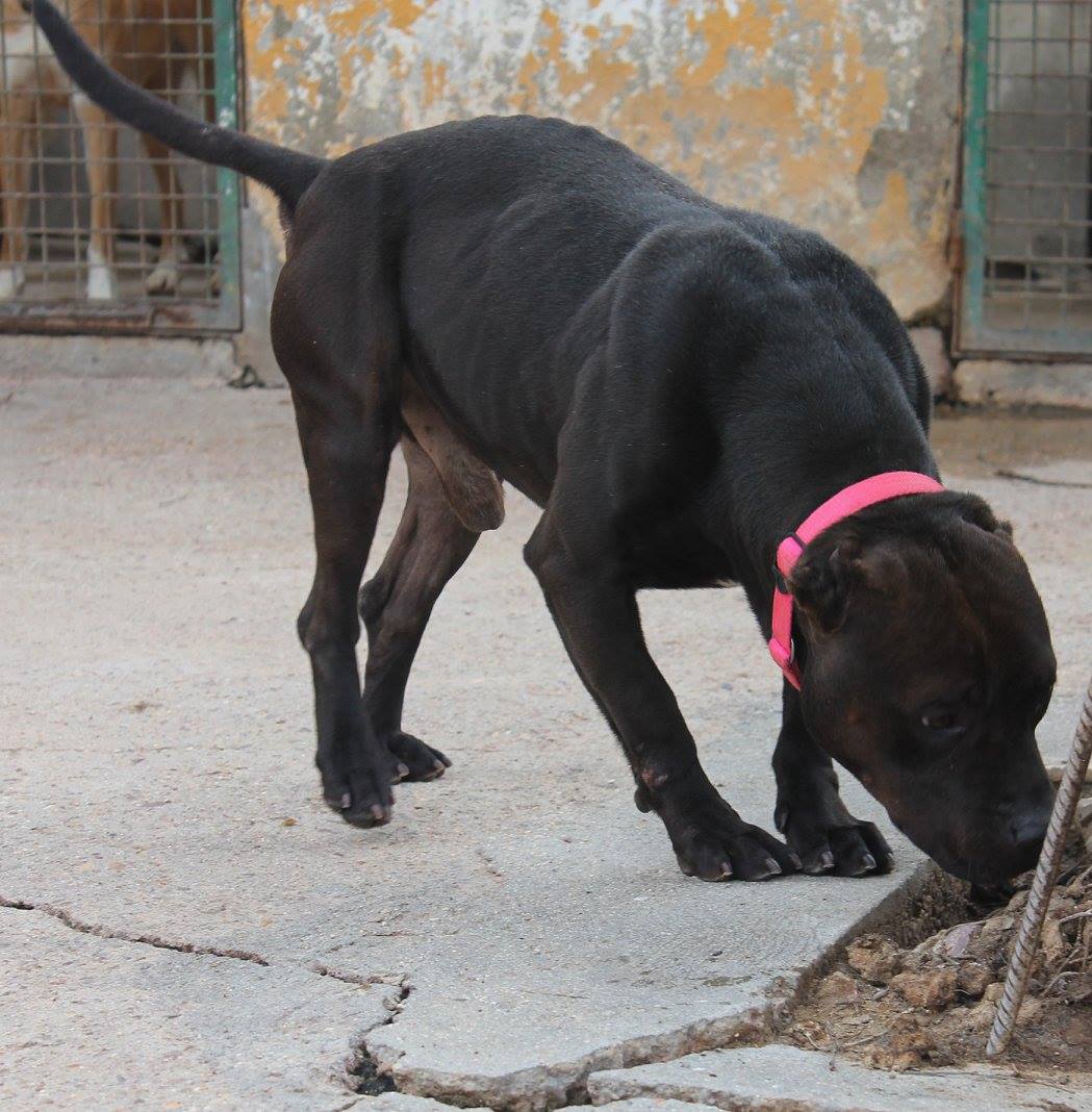 17038921_1484645011559274_9169333136781013992_o