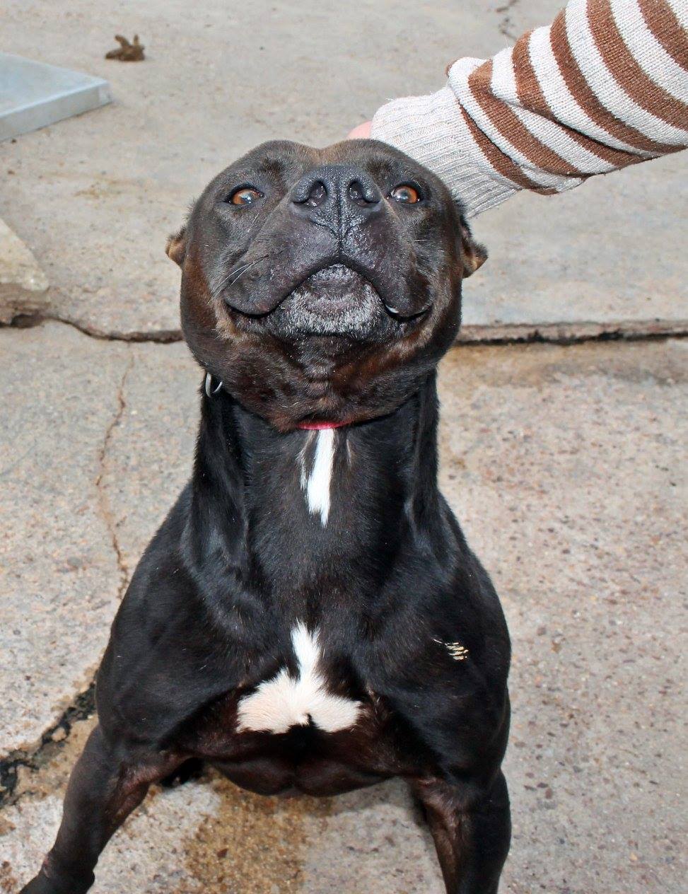 17097858_1484644954892613_7683506211458533356_o