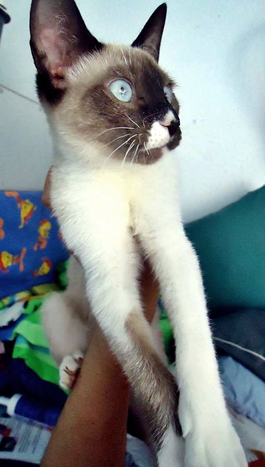 13438942_1244448418912269_6582122965447583410_n