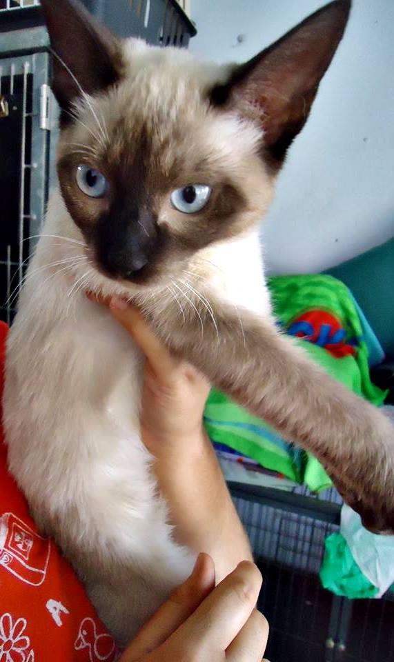 13439020_1244450225578755_6473064242910570125_n