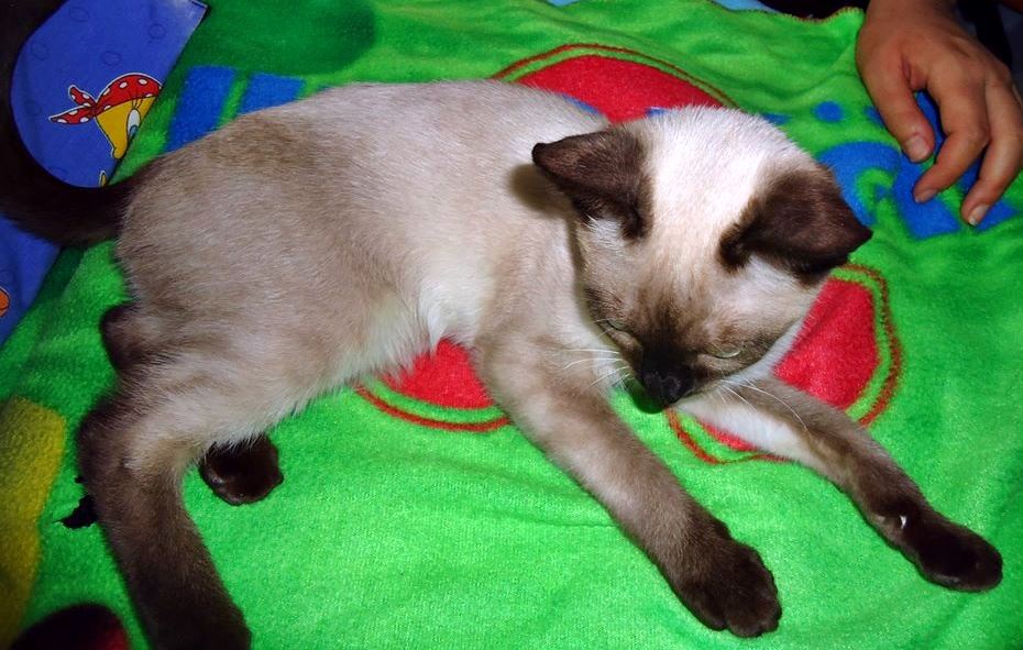 13439101_1244450162245428_8431513443601392864_n