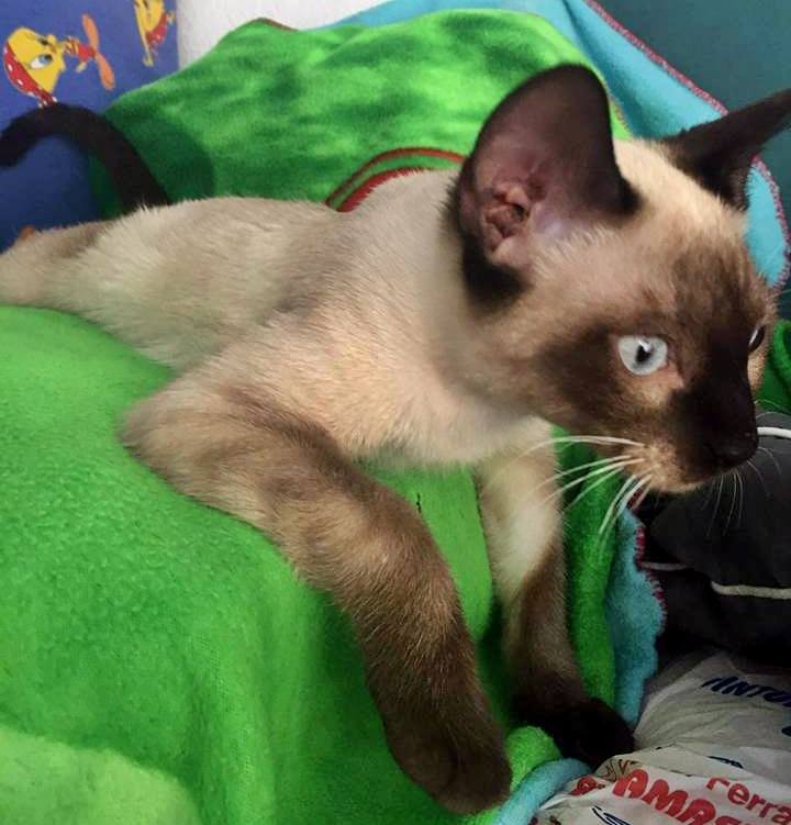 13532906_1244450152245429_2722462166246248305_n