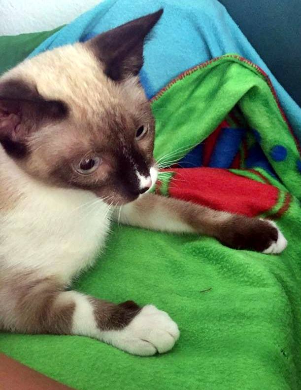 13537720_1244451642245280_388525263225699345_n