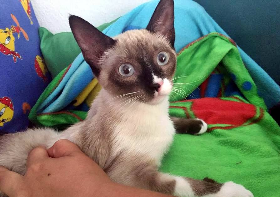 13567461_1244451718911939_1284360538766138191_n