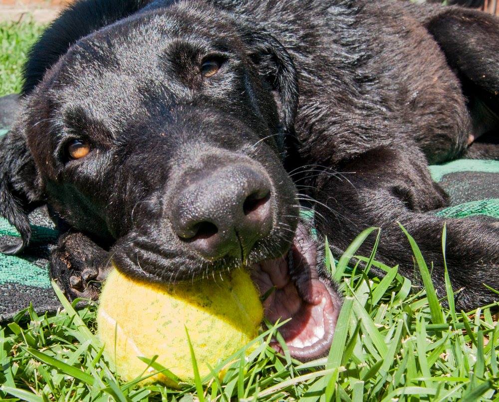 13603269_1249246068432504_2207297357615018689_o