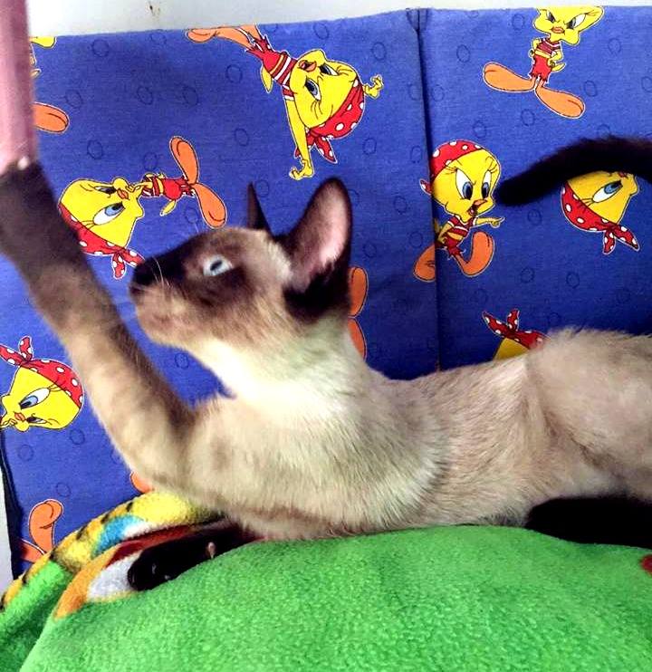 13606539_1244450158912095_3120586713649462654_n