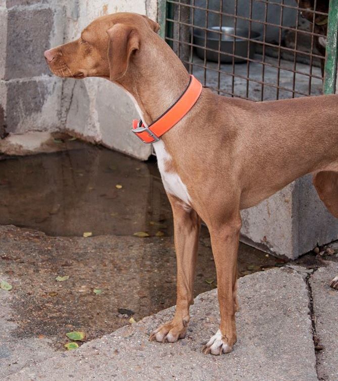 13612369_1251043968252714_8387320774166989438_n