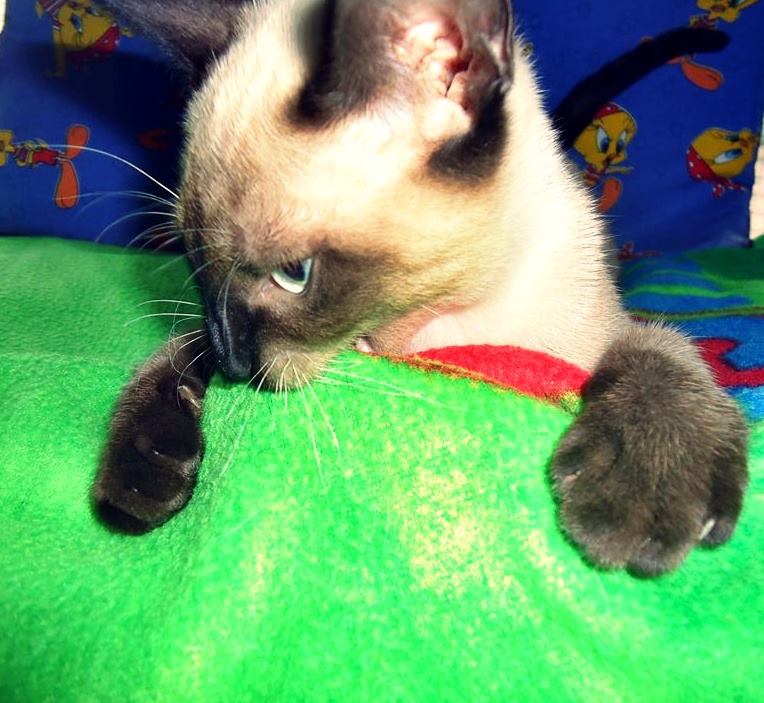 13615120_1244450192245425_1821723817571318627_n