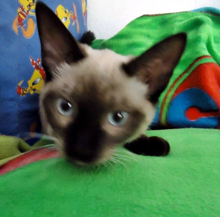 13620208_1244450195578758_1301874736097746530_n