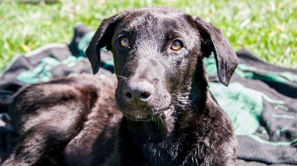 13641078_1249246245099153_7787422714675609852_o