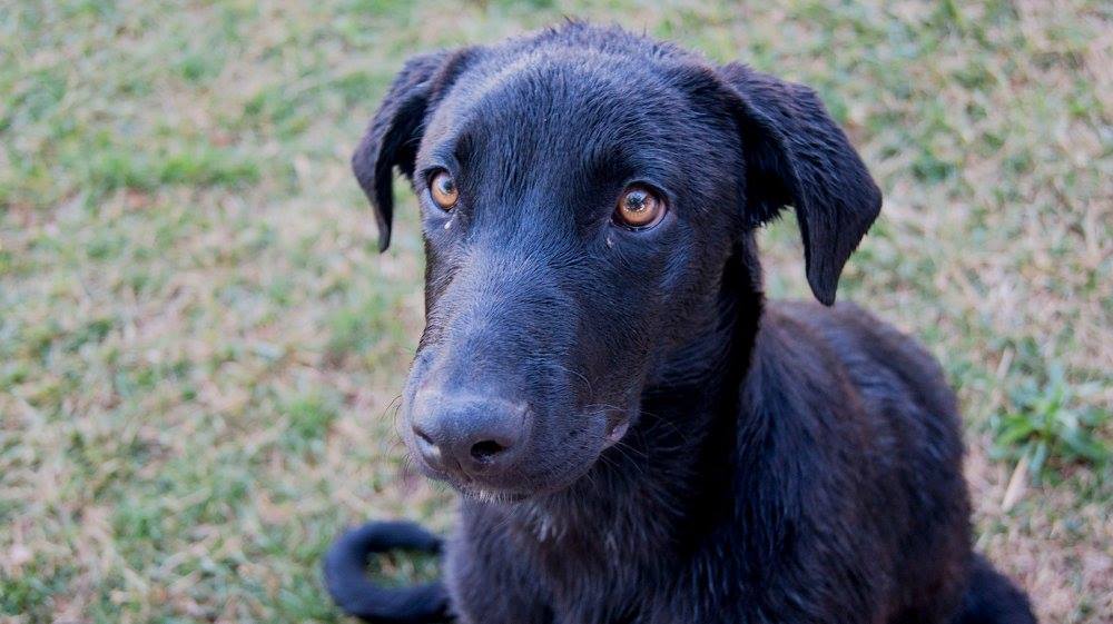 13641161_1249246121765832_901944586612779428_o