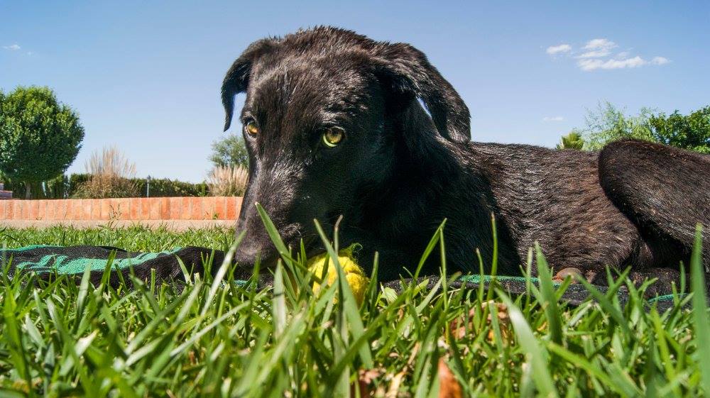 13653158_1249246321765812_1256792448892310966_o