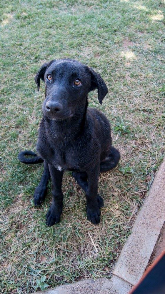 13653233_1249246145099163_1797929556513019724_o