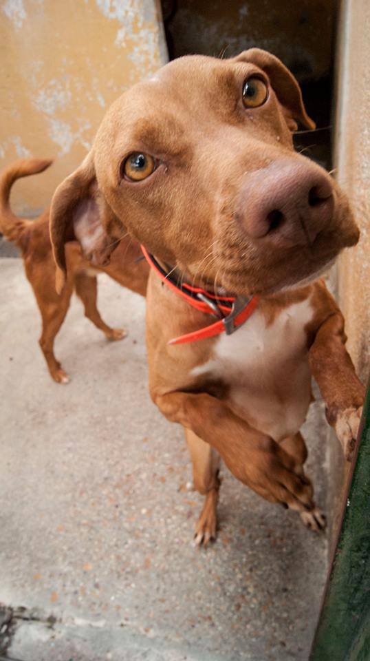 13658913_1251043924919385_7297652981910463603_n