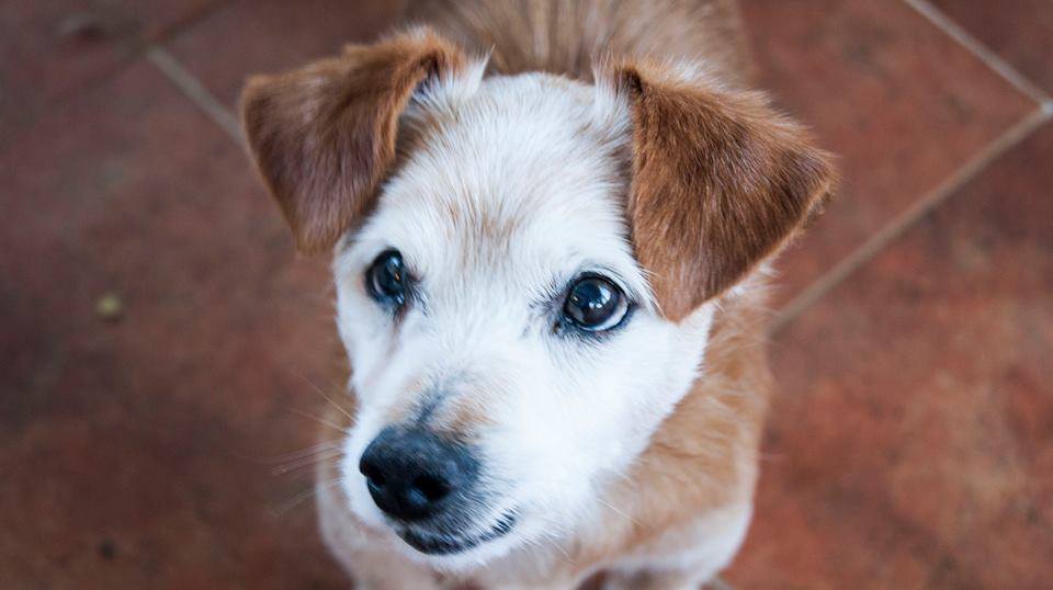 13658925_1257940717563039_2374111786249281948_n