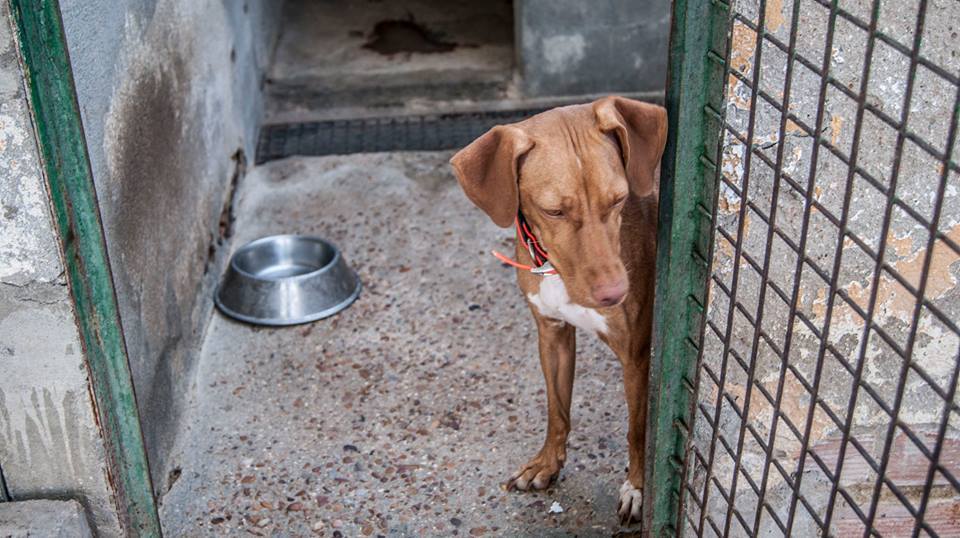 13659155_1251043844919393_5786087911128068306_n