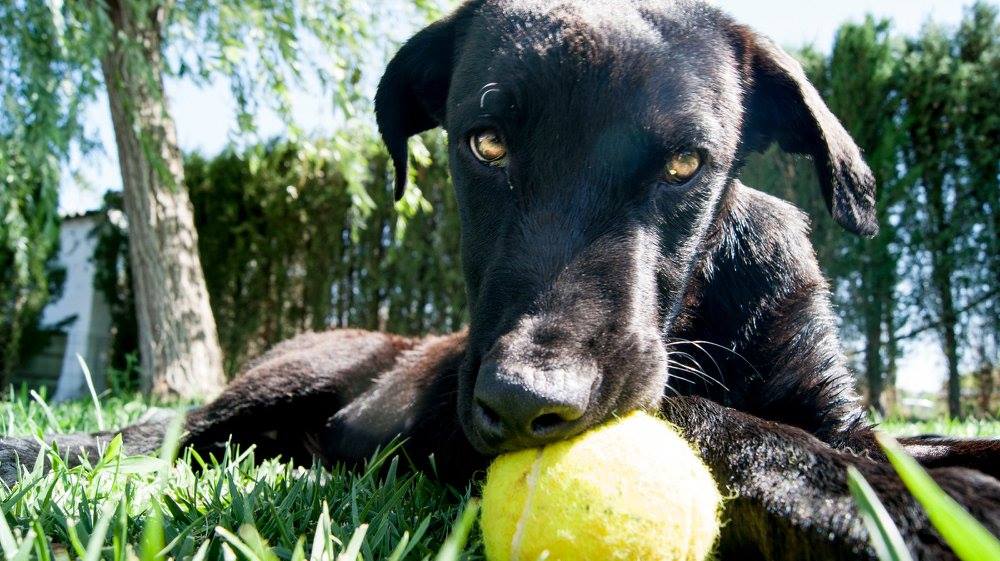 13662059_1249246318432479_3677707774885625385_o