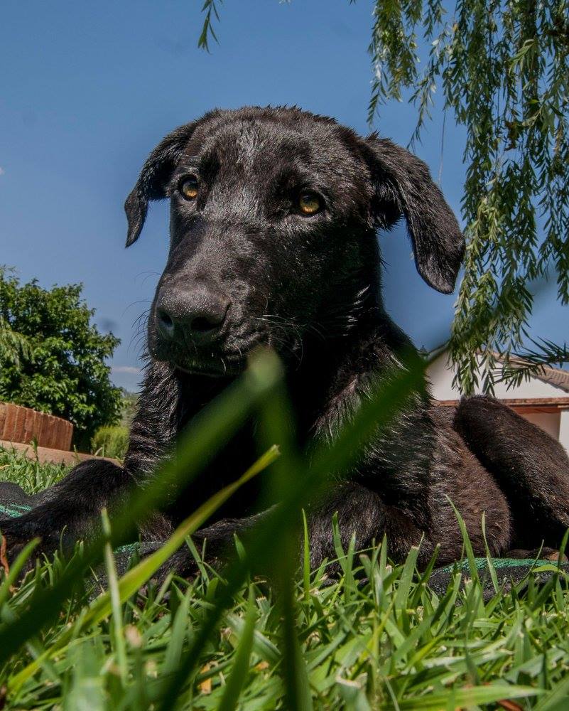 13662360_1249246198432491_3546251711975905912_o