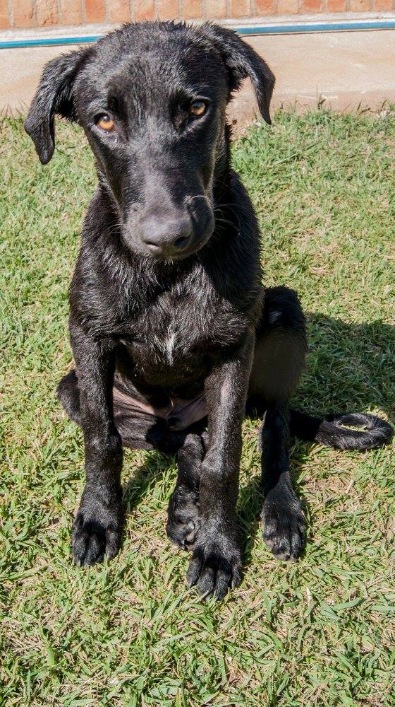 13667813_1249246125099165_8090304486146895700_o