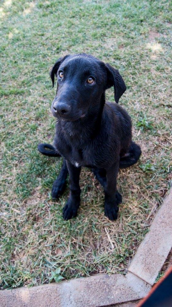 13667831_1249246368432474_8421565396230078374_o