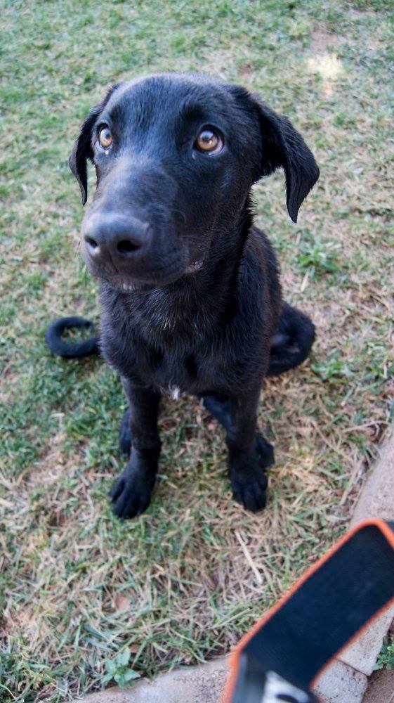 13667837_1249246211765823_8290316127375166901_o