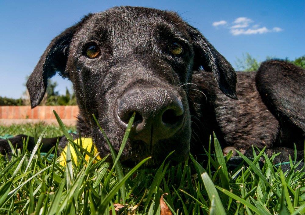 13668858_1249246065099171_6234718895826597163_o