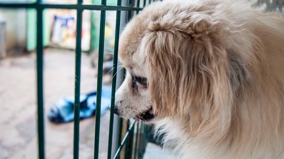 13668949_1257950167562094_7715456530824190434_n