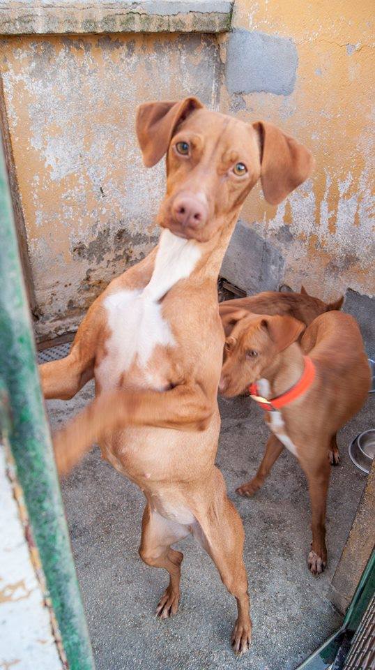 13669820_1251039918253119_4424921684056946495_n