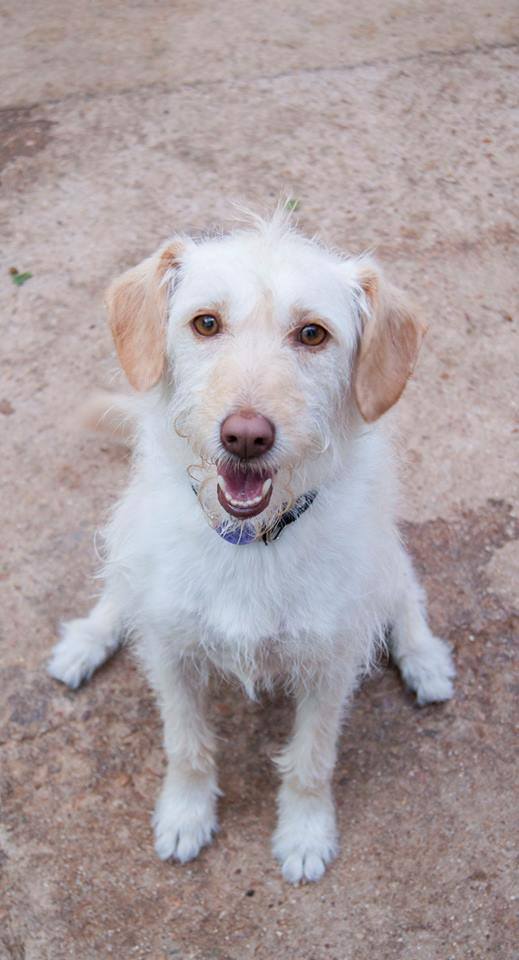 13686536_1259626654061112_8078230882457315437_n