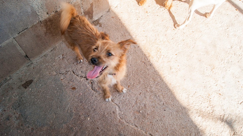 13690622_1256810154342762_3949062361659122081_n