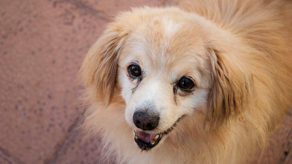 13692601_1257950170895427_713049719265444536_n