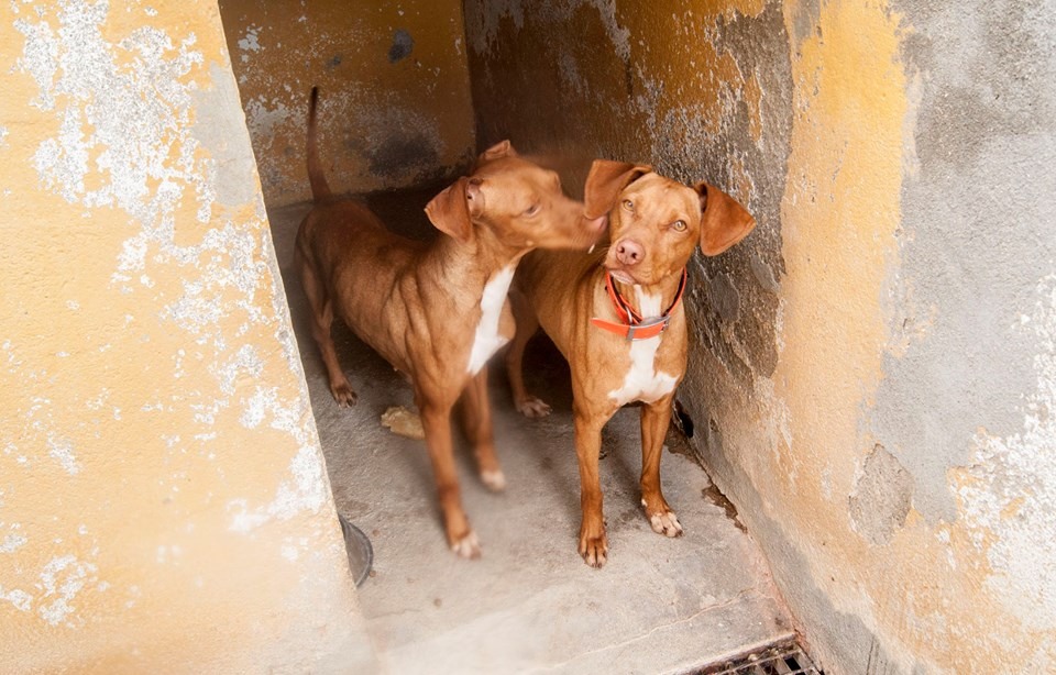 13707623_1251039921586452_2898901922246386777_n