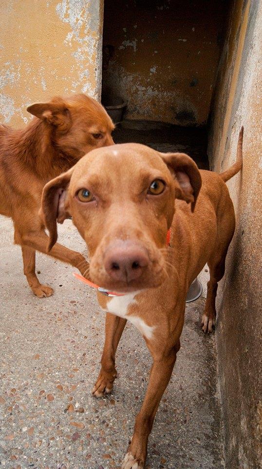 13707641_1251043944919383_6458069178432592845_n