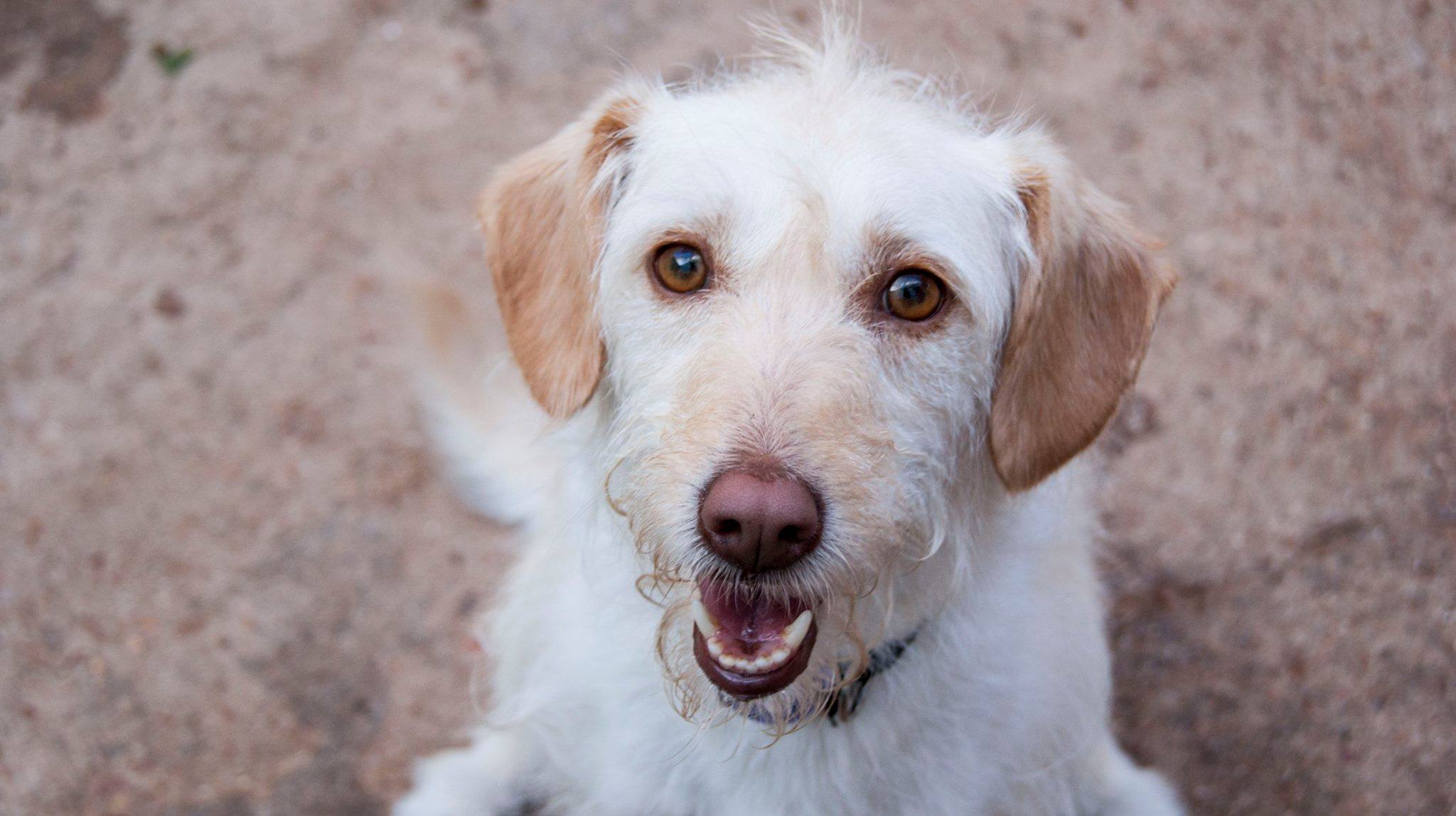 13710548_1259626657394445_1007655657680052189_o