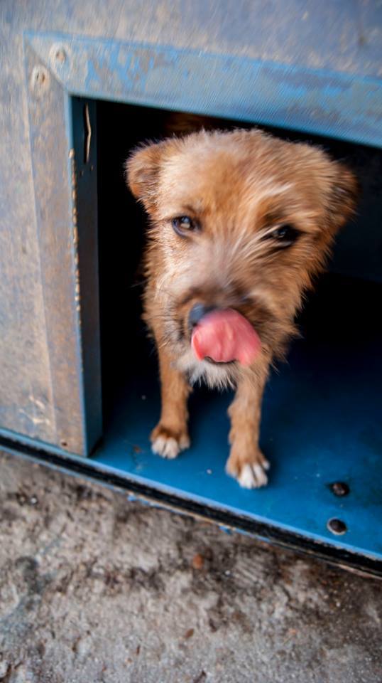 13718637_1256810157676095_5966180289103033572_n