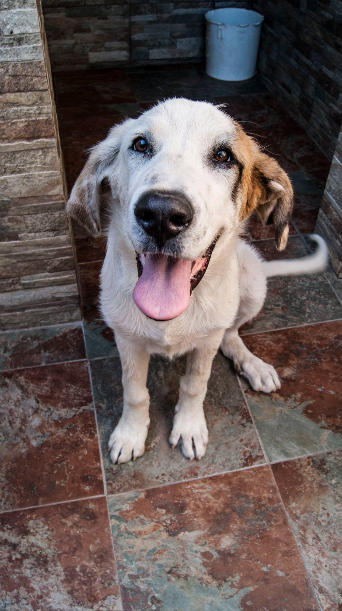 13724981_10209138578318118_1911275153252214745_o