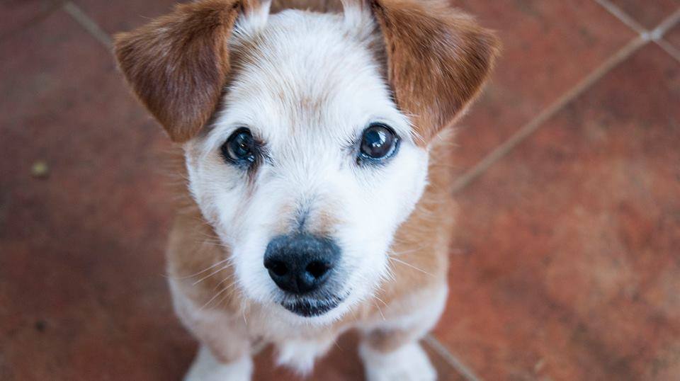 13781787_1257940714229706_8693698170043132492_n