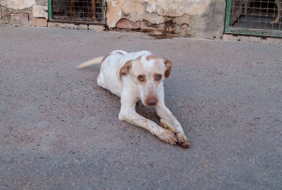 13012646_1197137070310071_3729064869967893520_n