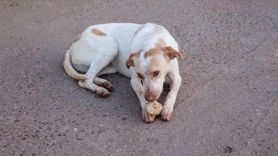 13087796_1197137046976740_7586113105645803280_n