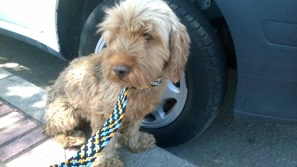 13667846_1074940352574420_6292885299453070494_o