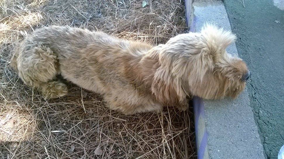 13668745_1074940229241099_393730226233984983_o