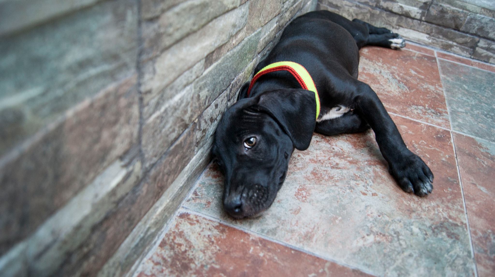 13679996_10209323853069871_7432677020045351089_o