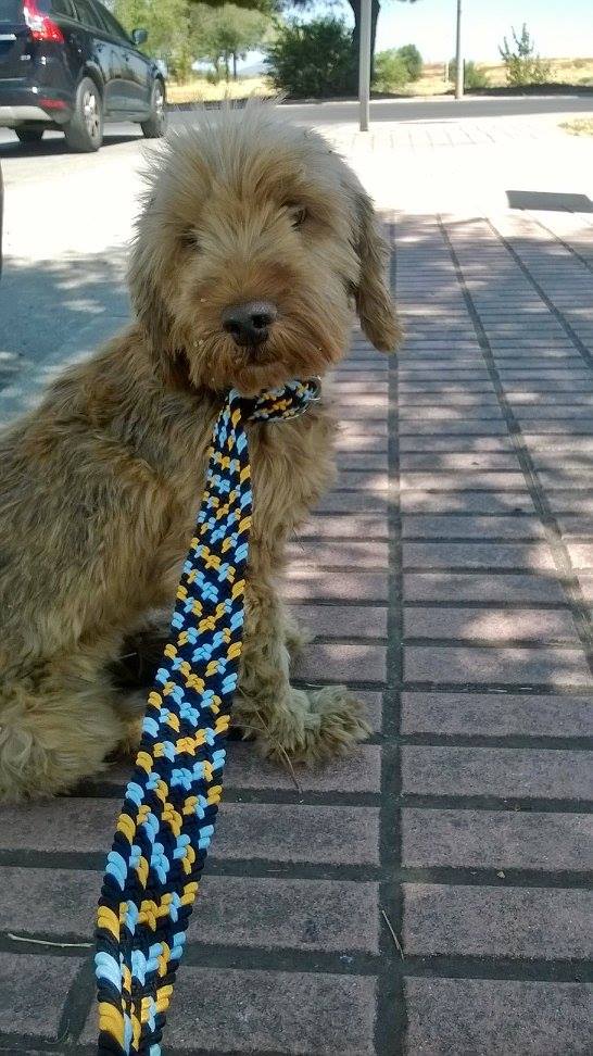 13698069_1074940222574433_7234032936952378490_o