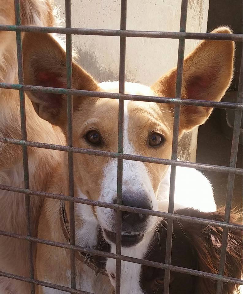 13934610_1277146018975842_8897172646151917938_n