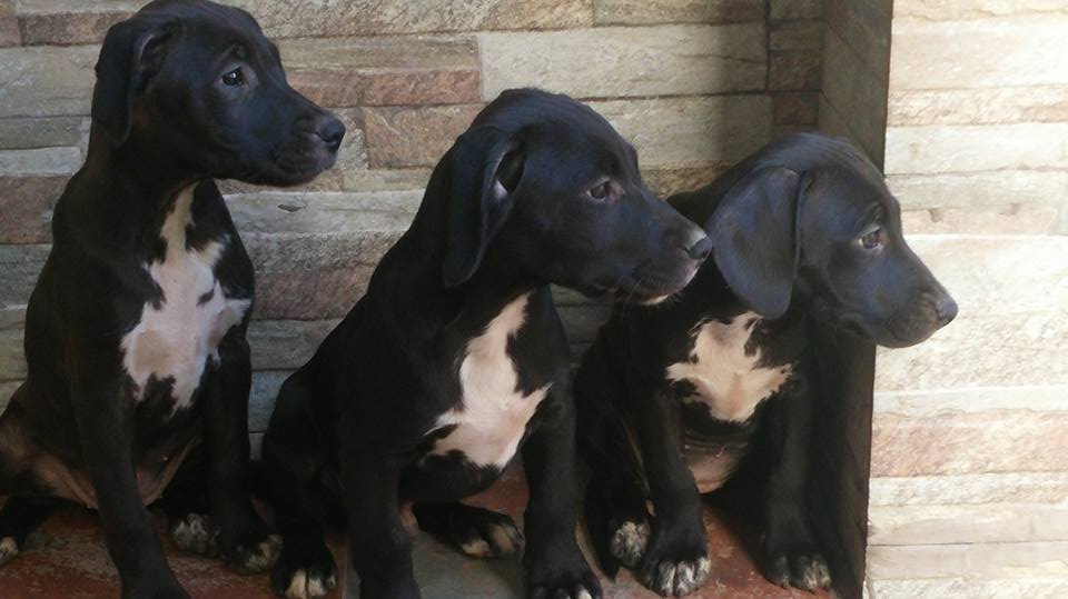 13934947_541367499397244_3236240305002976864_n