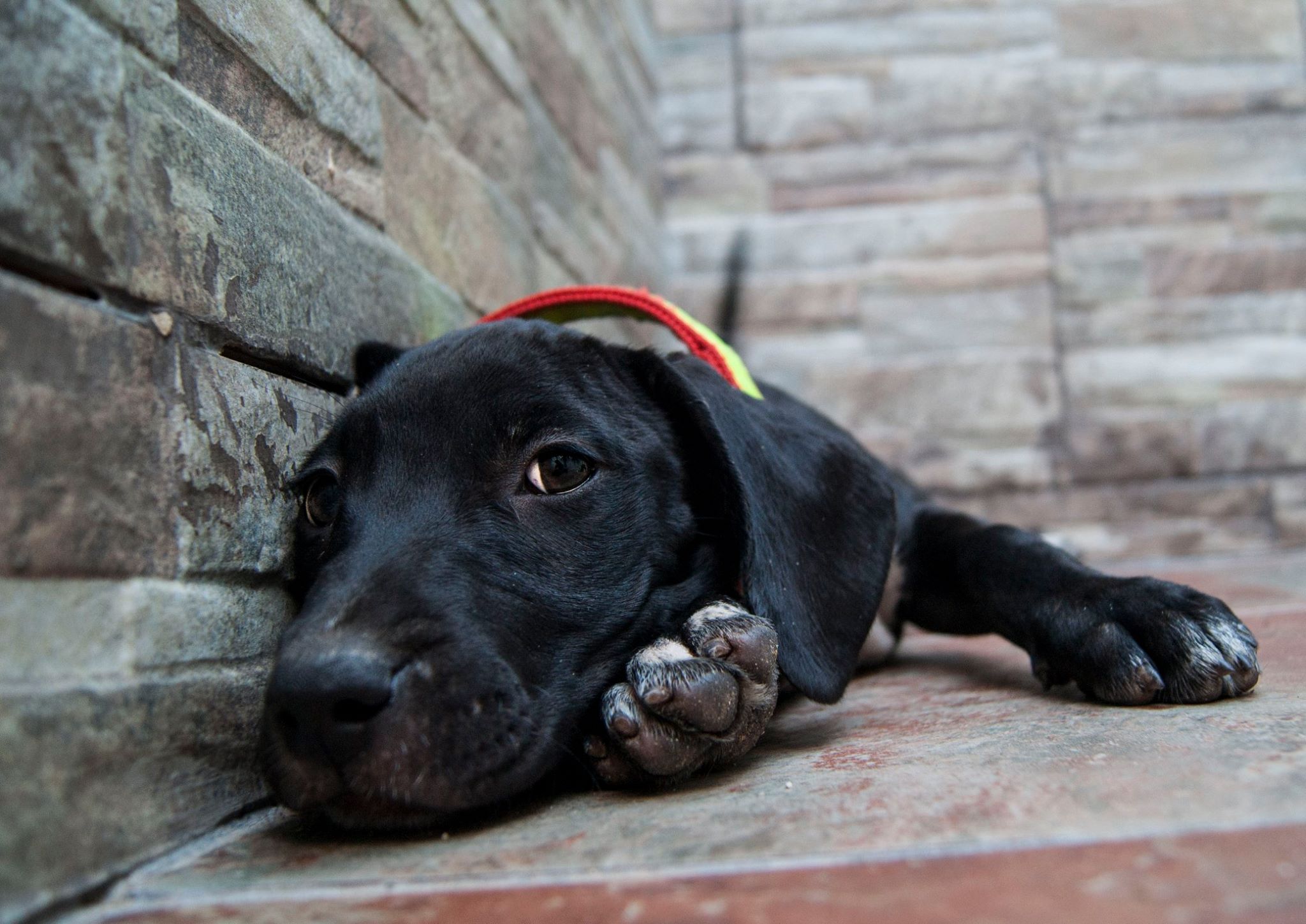 13938134_10209323853149873_5045725145555102886_o