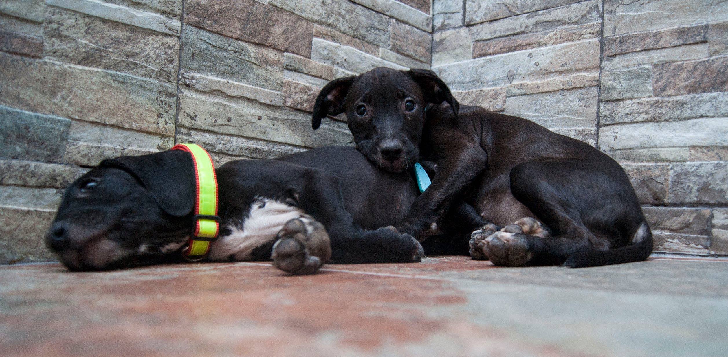 13938137_10209323860950068_7682941110933671530_o