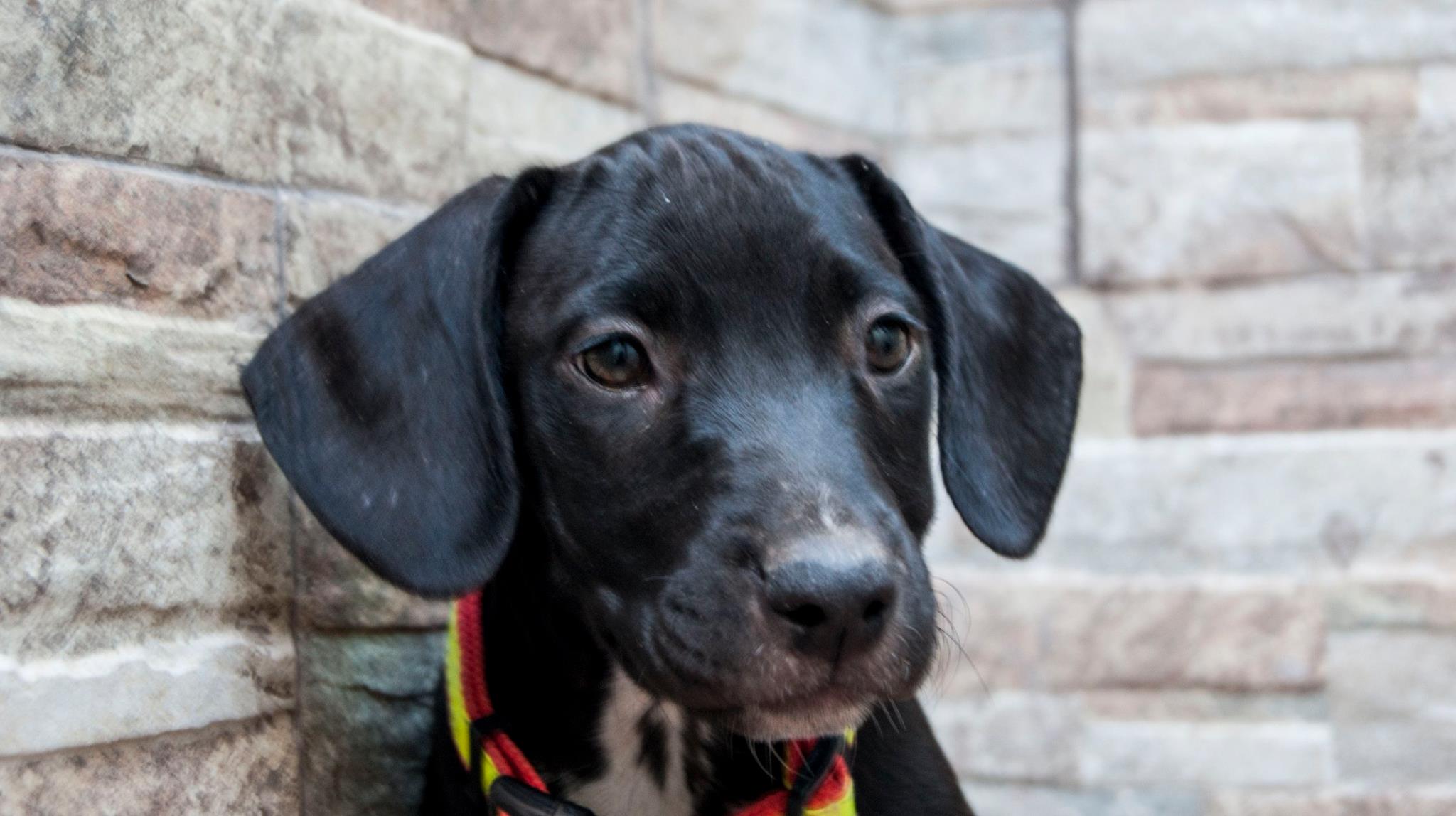 13975321_10209323855389929_2915664582897480596_o