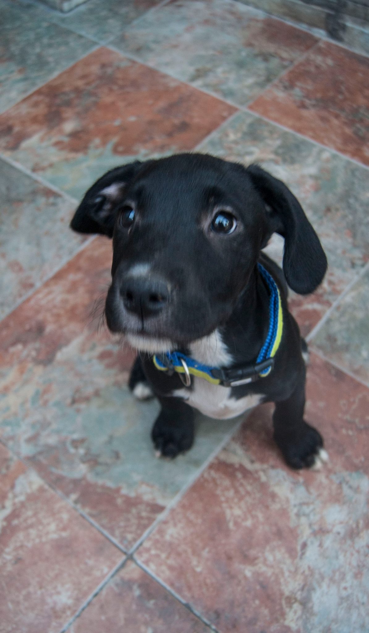 13988002_10209323859550033_7218234472516812240_o