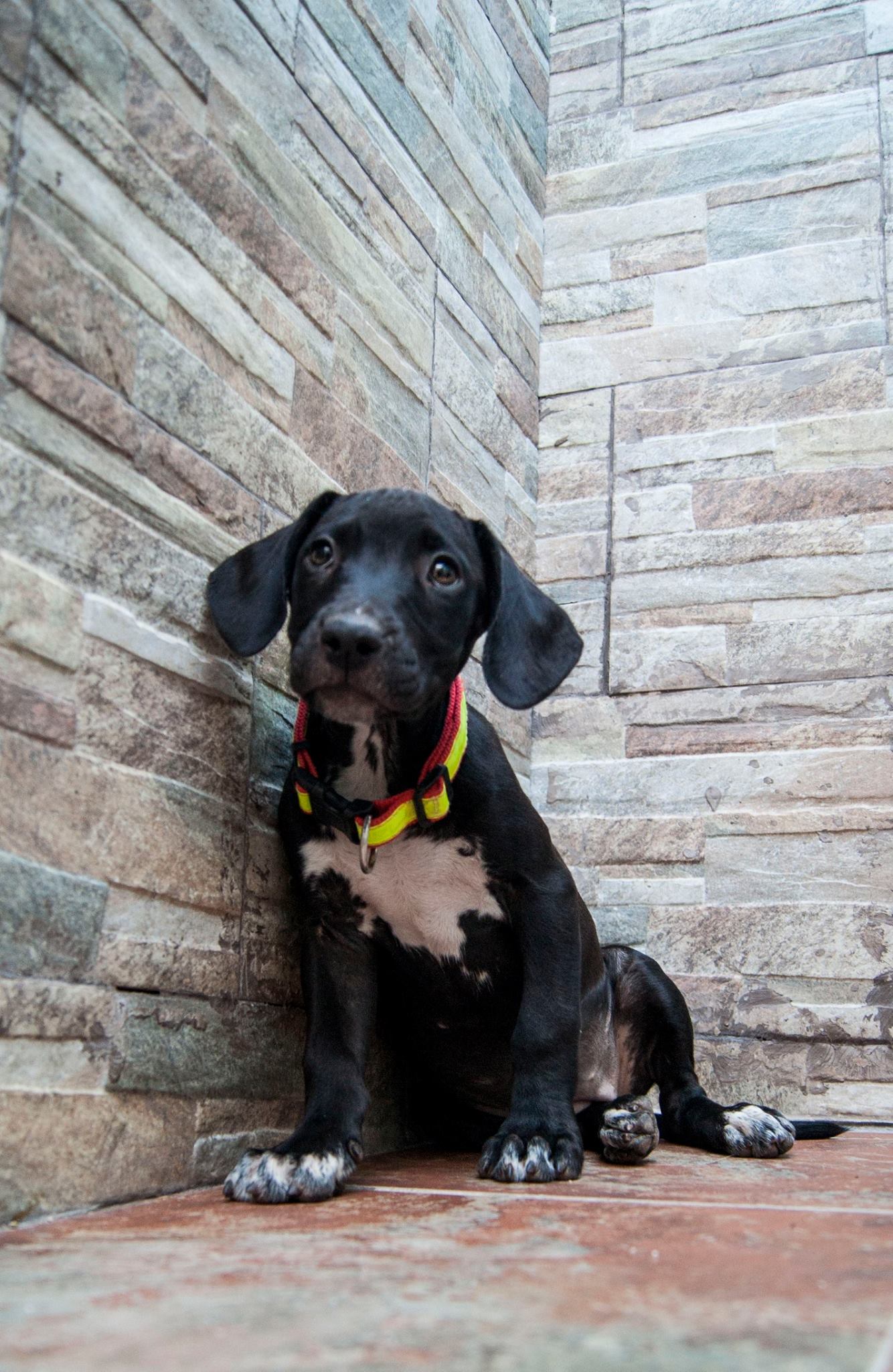 13996247_10209323856309952_6509810067794135396_o